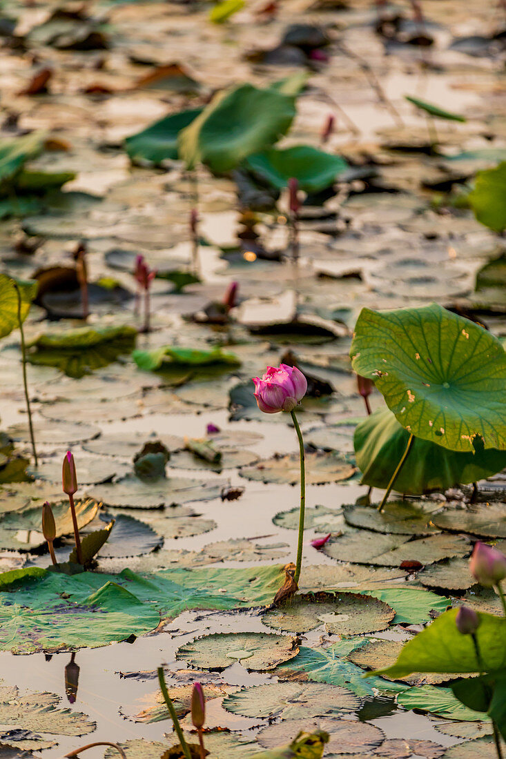 Lily pads floating in the Mekong Delta, Cambodia, Indochina, Southeast Asia, Asia