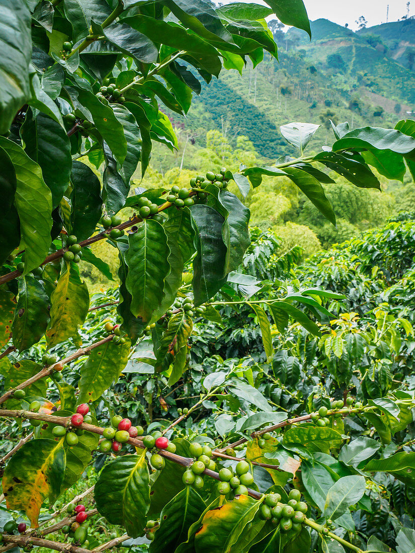 Coffee bush with berries, Hacienda Guayabal, near Manizales, Coffee Region, Colombia, South America