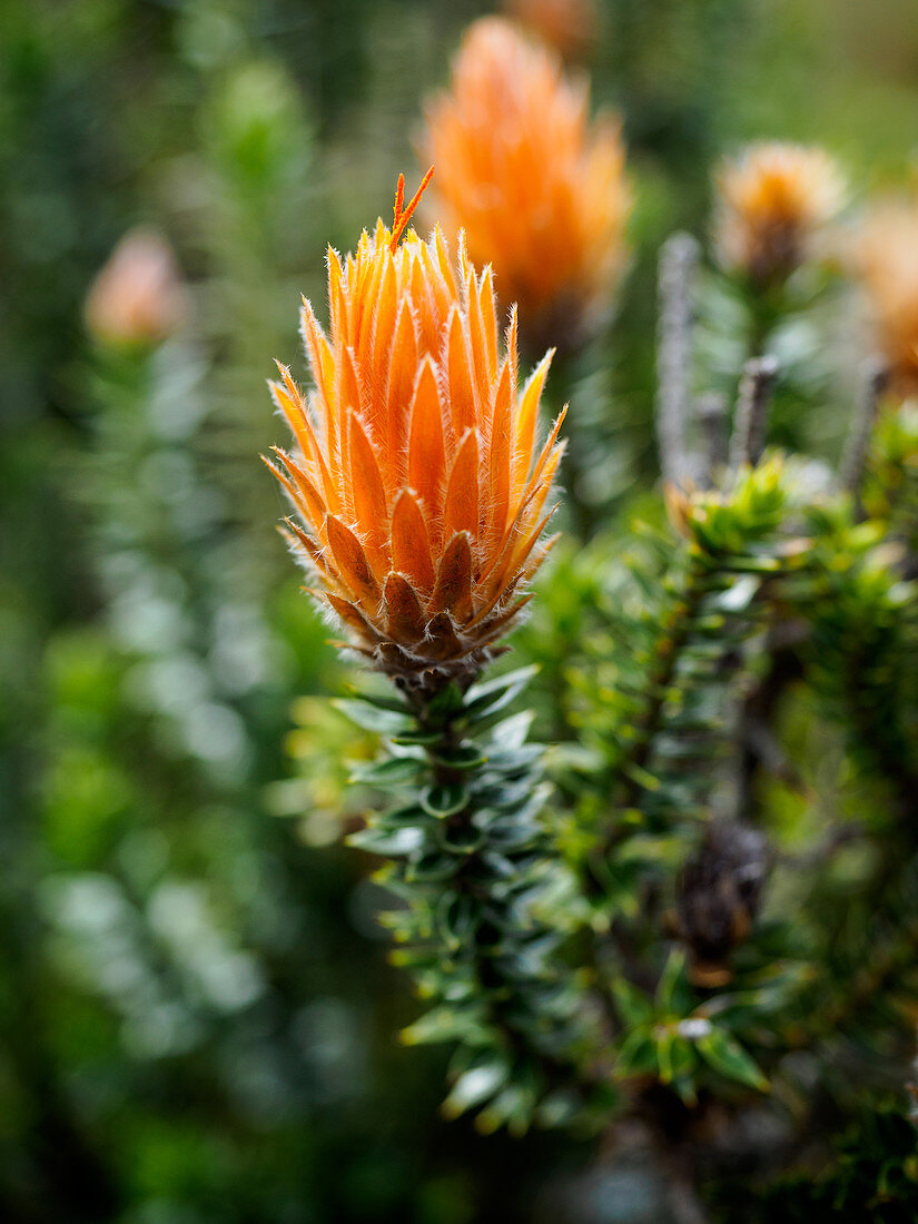 Orangefarbene Chuquiraga-Pflanze, die in Ecuador, Cotopaxi-Nationalpark, Andengebirge, Ecuador, Südamerika medizinisch verwendet wird
