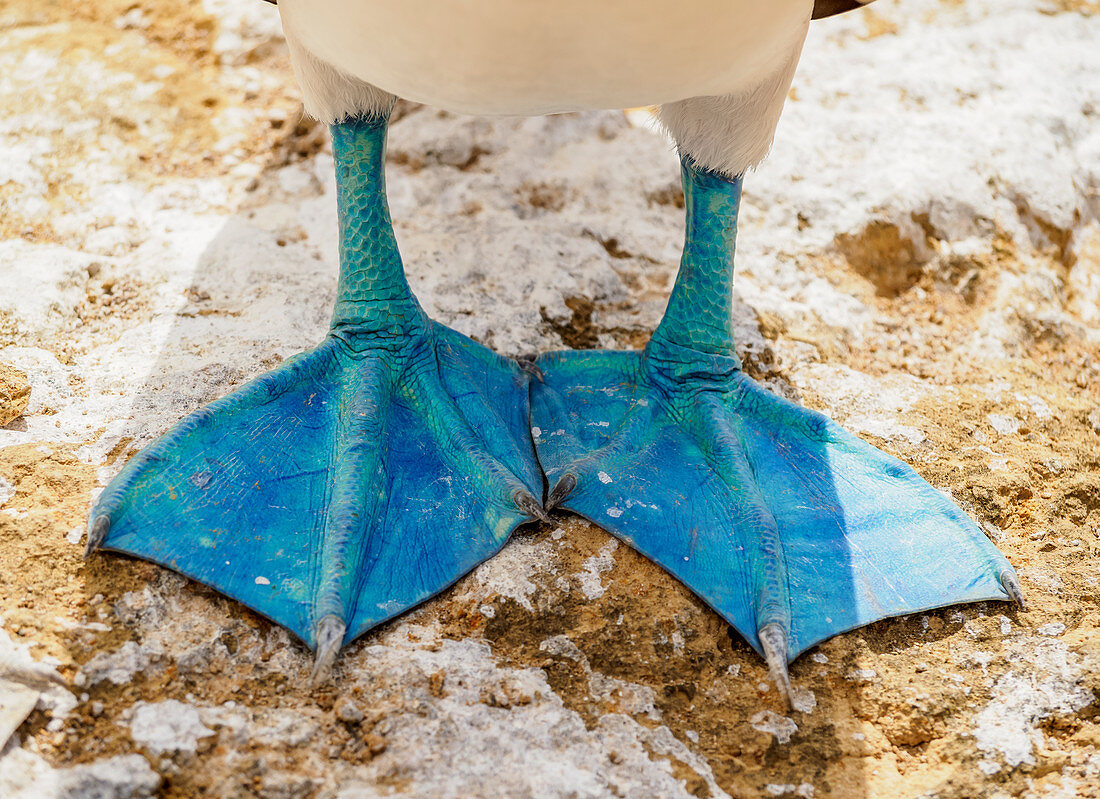 Blue-footed booby feet (Sula nebouxii), Punta Pitt, San Cristobal (Chatham) Island, Galapagos, UNESCO World Heritage Site, Ecuador, South America