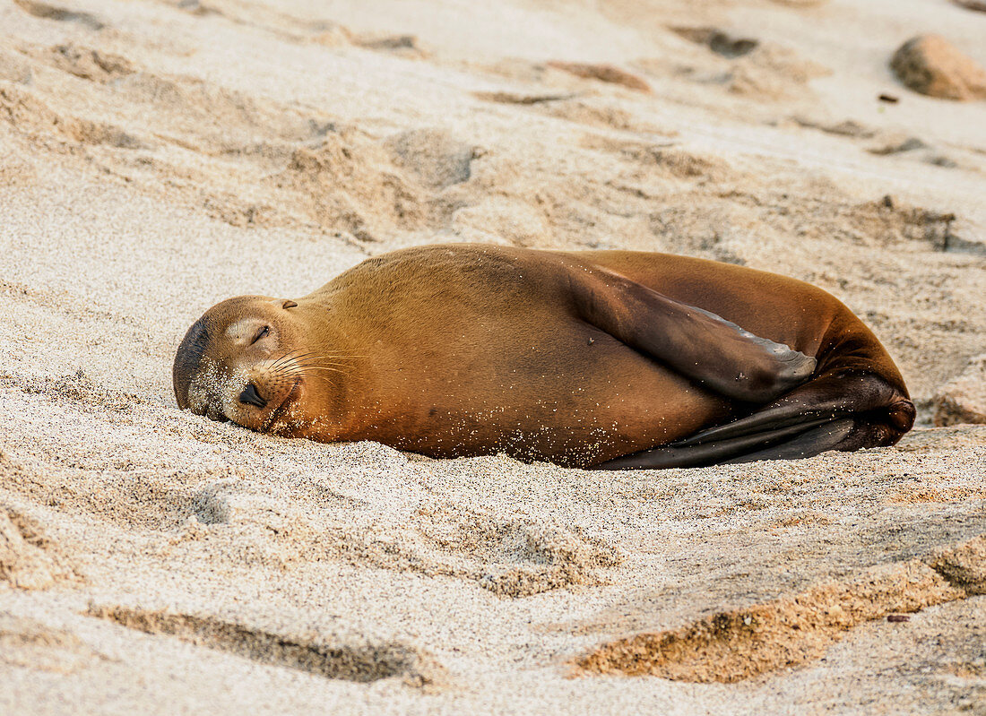 Seelöwe (Zalophus wollebaeki), Punta Carola Beach, Insel San Cristobal (Chatham), Galapagos, UNESCO-Welterbestätte, Ecuador, Südamerika