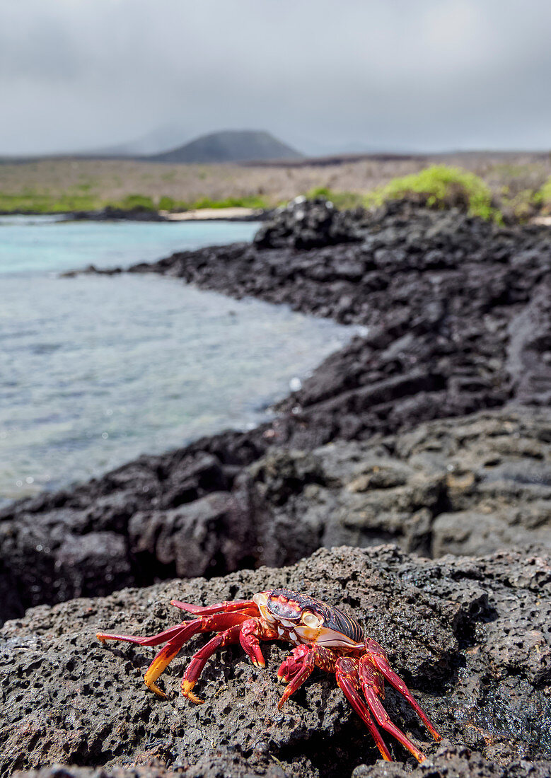 Rote Klippenkrabbe (Grapsus grapsus), Insel Floreana (Charles), Galapagos, UNESCO-Welterbestätte, Ecuador, Südamerika