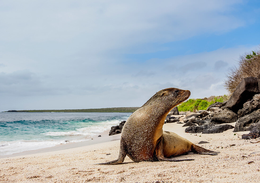 Galapagos-Seelöwe (Zalophus wollebaeki) auf einem Strand bei Punta Suarez, Insel Espanola (Hood), Galapagos, UNESCO-Welterbestätte, Ecuador, Südamerika