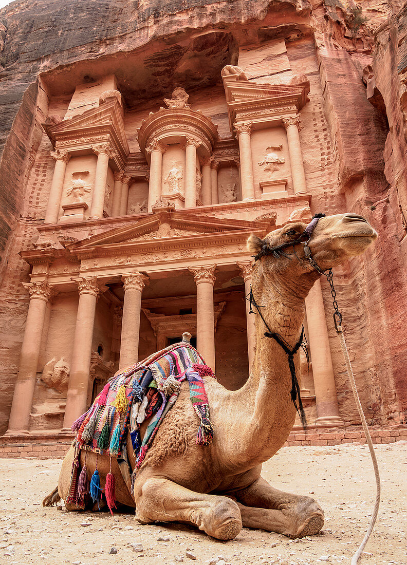 Camel in front of The Treasury (Al-Khazneh), Petra, UNESCO World Heritage Site, Ma'an Governorate, Jordan, Middle East