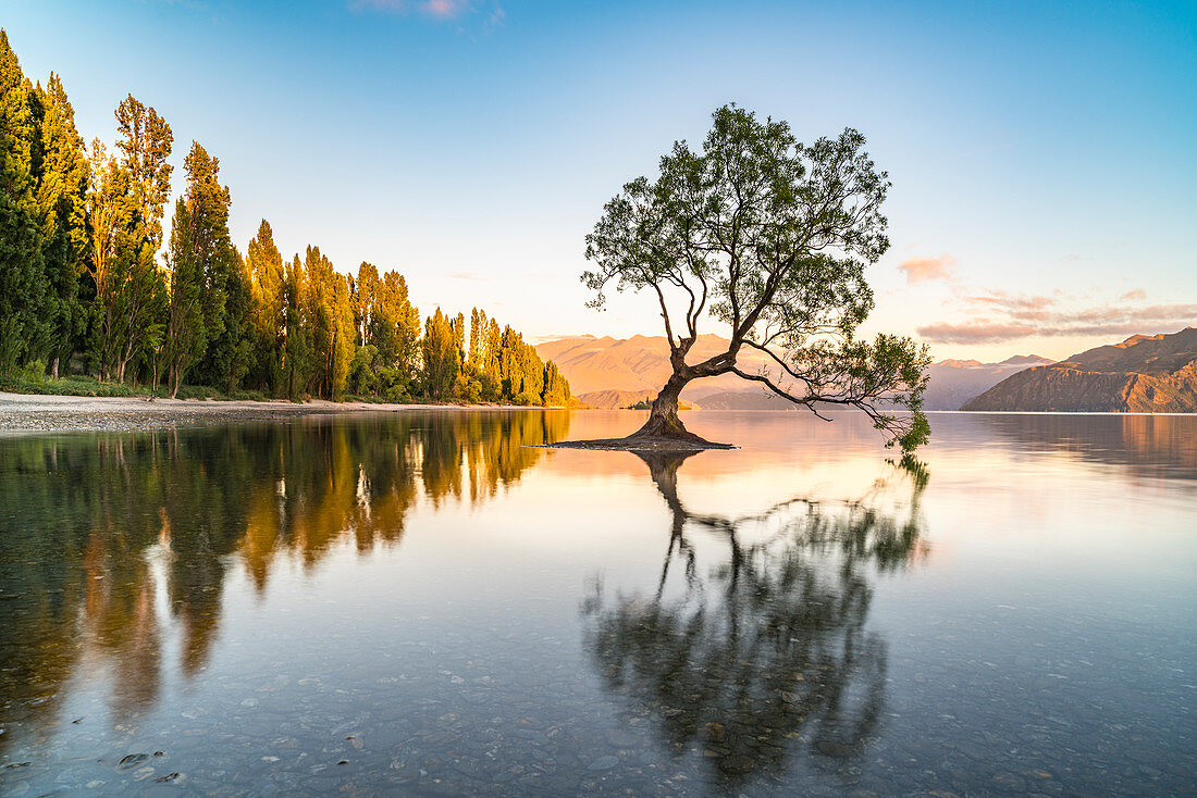 Ein einziger Baum im See Wanaka in der Früh, Bezirk Wanaka, Queenstown Lakes, Otago-Region, Südinsel, Neuseeland, Pazifik