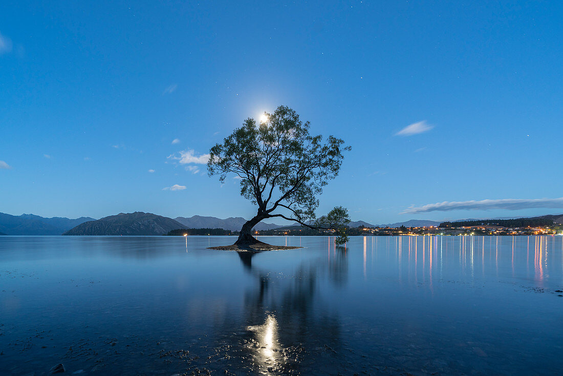 The lone tree in Lake Wanaka under the moonlight at dusk, Wanaka, Queenstown Lakes district, Otago region, South Island, New Zealand, Pacific