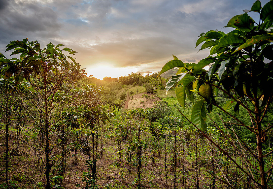 Kaffeeplantage bei Sonnenuntergang, San Agustin, Department Huila, Kolumbien, Südamerika
