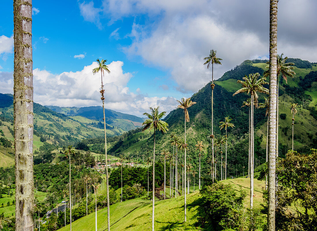 Wachspalmen (Ceroxylon quindiuense), Cocora Valley, Salento, Department Quindio, Kolumbien, Südamerika