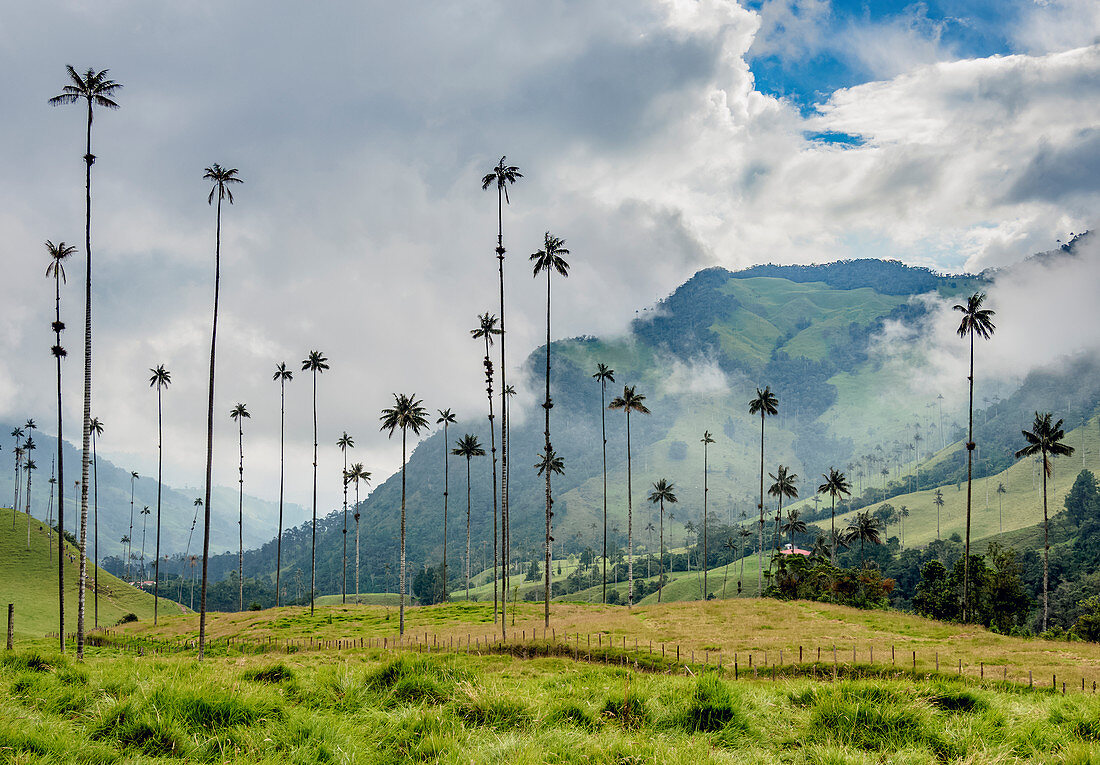 Wax Palms (Ceroxylon quindiuense), Cocora Valley, Salento, Quindio Department, Colombia, South America