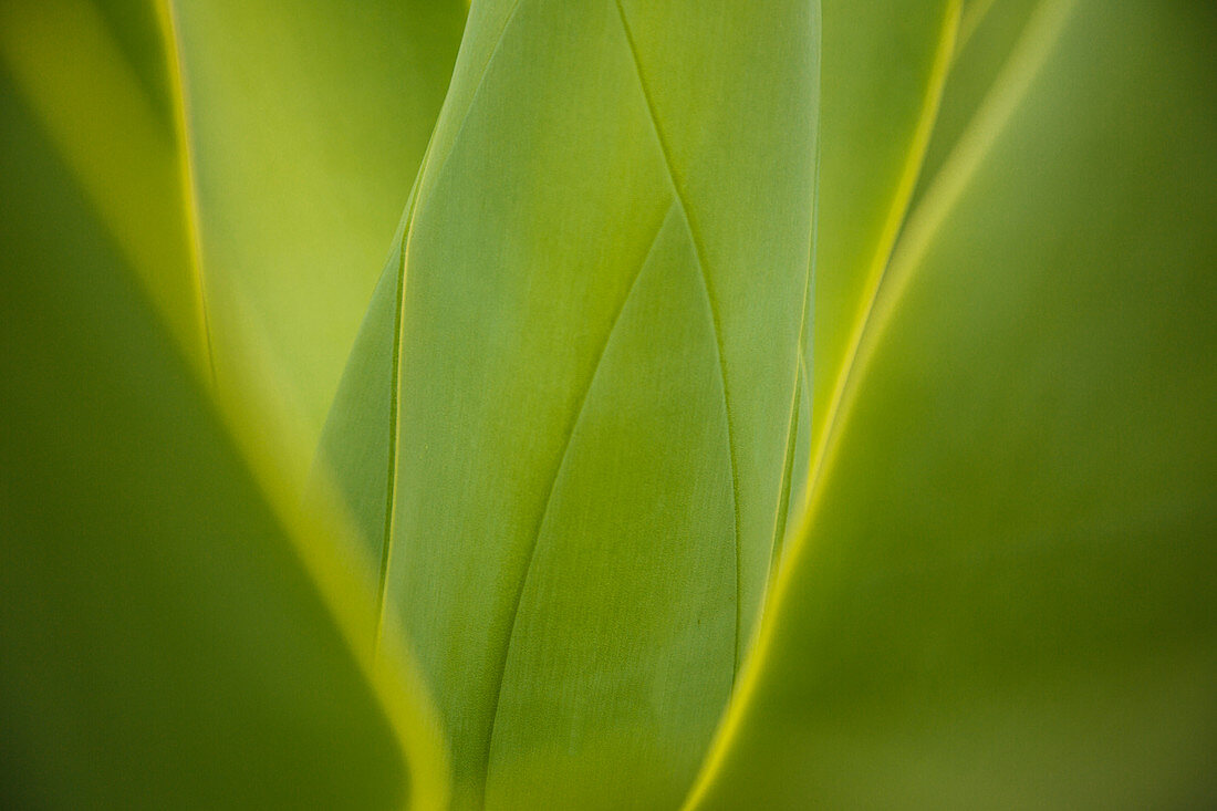 Nahaufnahme von grünen Blättern der Agavenpflanze, Flores, Portugal