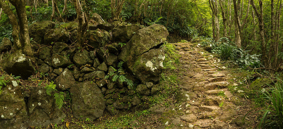 Wanderweg in üppigem Wald, Faja Grande, Flores, Portugal