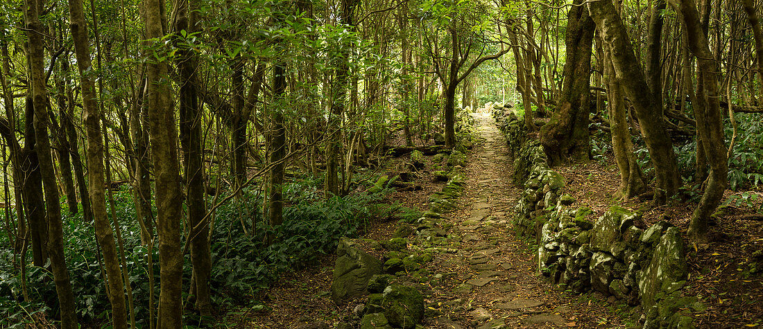 Wanderweg durch abgelegenen Wald, Faja Grande, Flores, Portugal