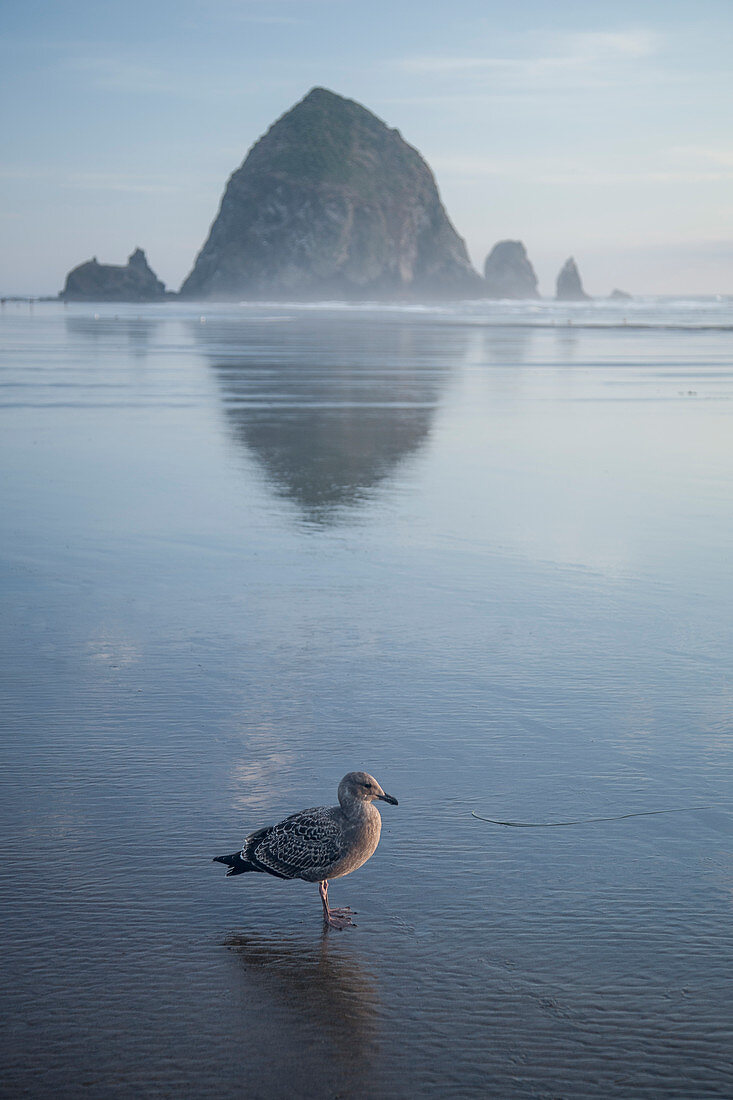 Seagull near Haystack Rock reflecting in ocean, Cannon Beach, Oregon, United States