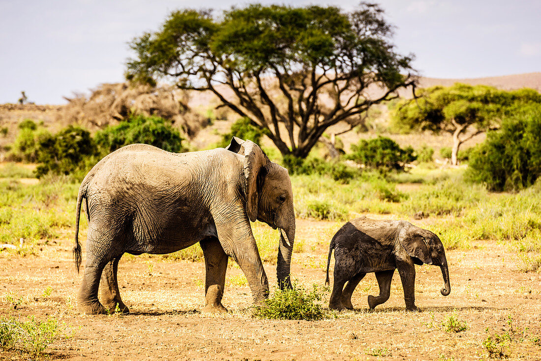 Elefant und Kalb beim Wandern im Sand, Kenia, Afrika