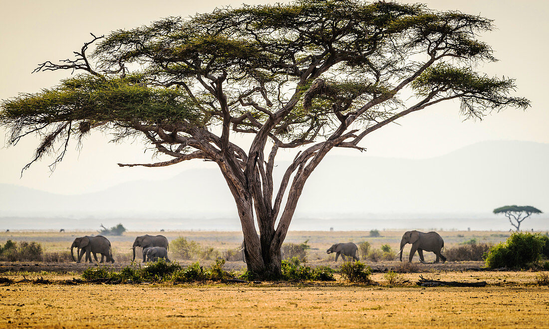 Elefanten unter Bäumen in Savannenlandschaft, Kenia, Afrika