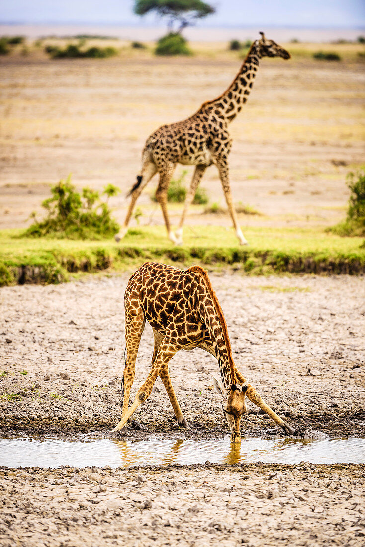 Giraffe drinking at water hole, Kenya, Africa
