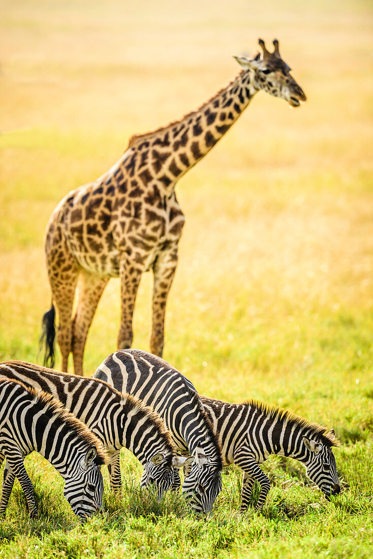 Giraffes and zebra grazing in savanna, Kenya, Africa