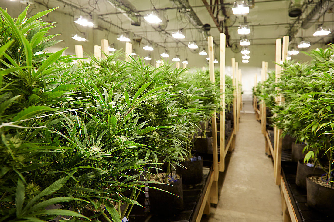 Cannabispflanzen wachsen im Treibhaus, Denver, Colorado, USA