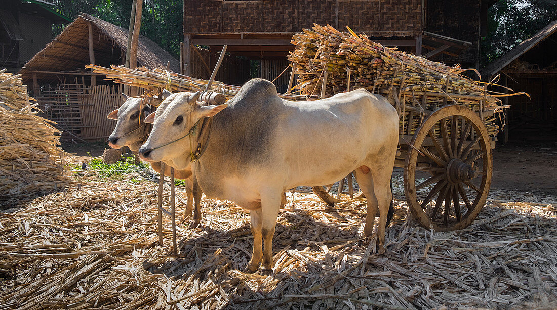 Cows pulling cart of bamboo, Yangon, Myanmar