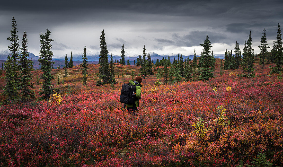Asiatischer Mann beim Wandern in der Nähe von Bäumen in der Landschaft, Denali, Alaska, USA