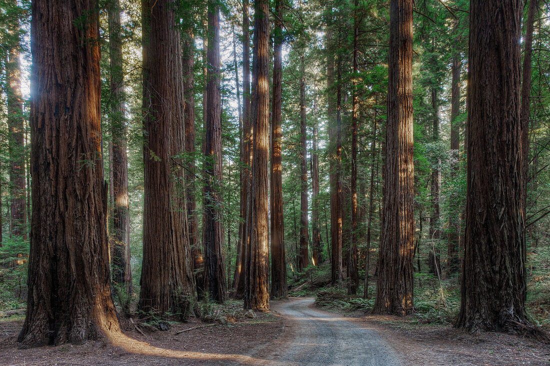 Bäume im State Park Forest, Kalifornien, USA