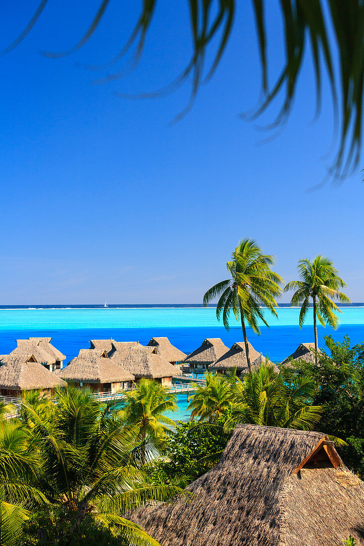 Palmen mit Blick auf den tropischen Ferienort, Bora Bora, Französisch-Polynesien