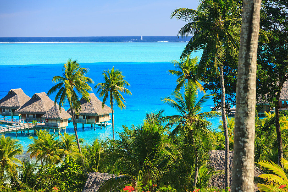 Palmen mit Blick auf den tropischen Ferienort, Bora Bora, Französisch-Polynesien