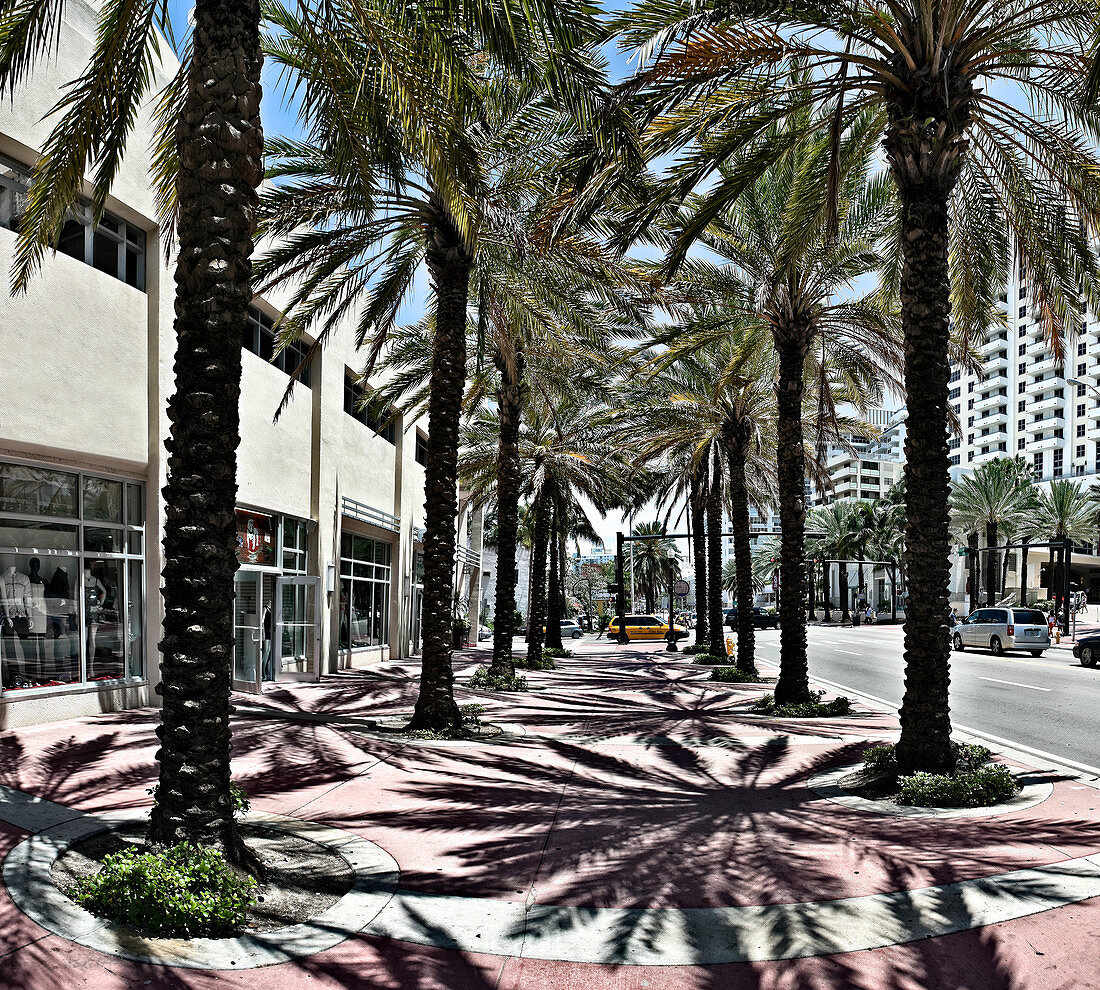 Palm Trees on a Sidewalk,Miami Beach, Florida, United States