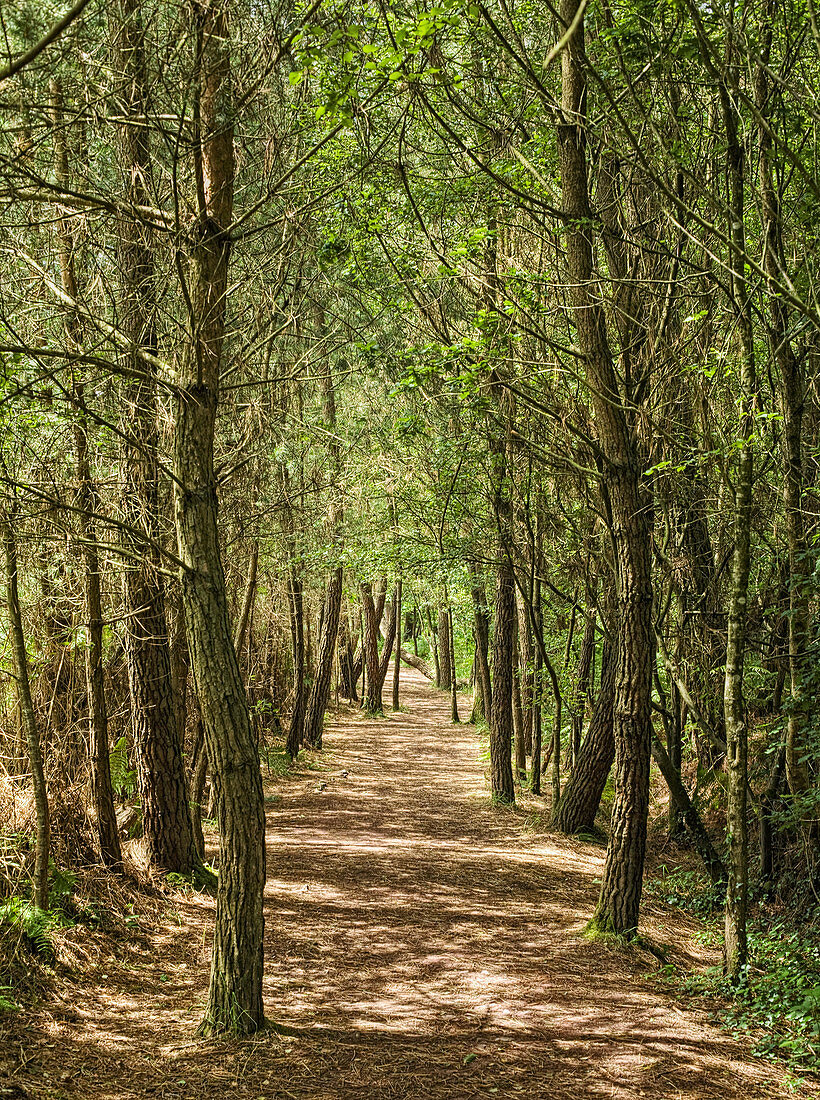 Forest Path,Brocliande forest, Paimpont, Morbihan, Brittany, France, Europe