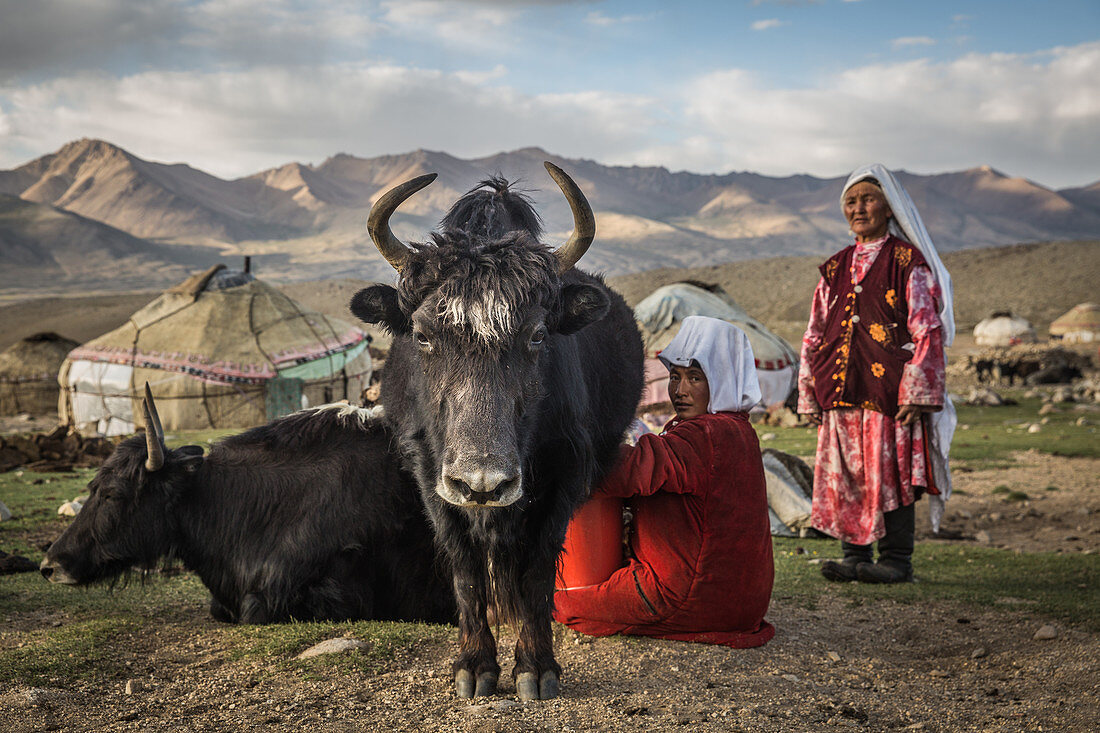 Kirgisin melkt Yak, Pamir, Afghanistan, Asien