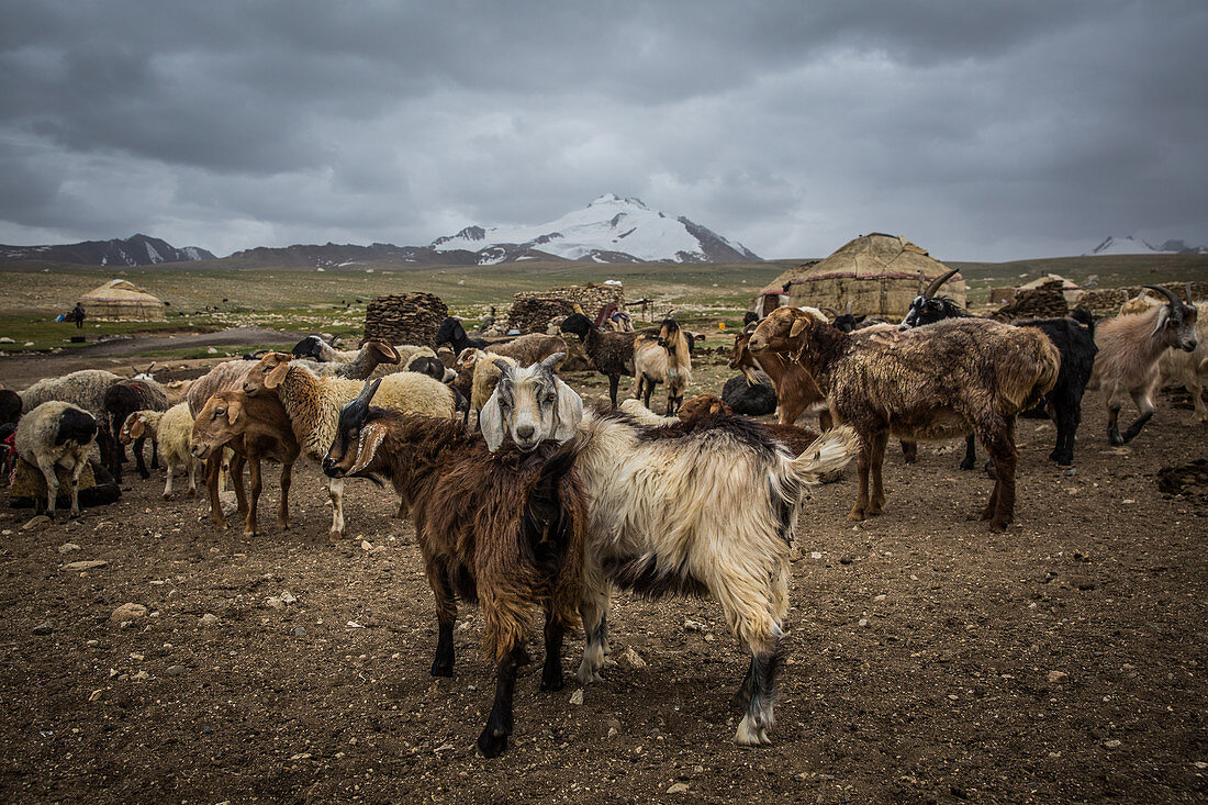 Viehherde der Kirgisen im Pamir, Afghanistan, Asien