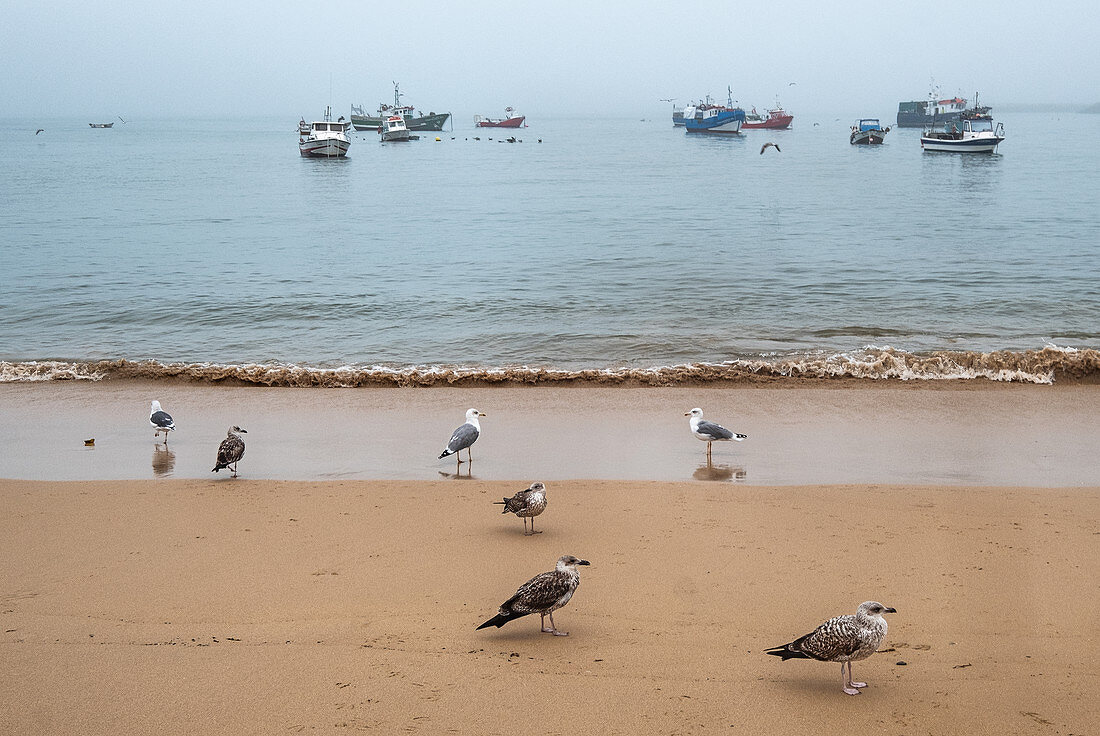 Möwen am Strand, im Hintergrund Fischerboote im Nebel, Praia dos Pescadores, Cascais, Portugal