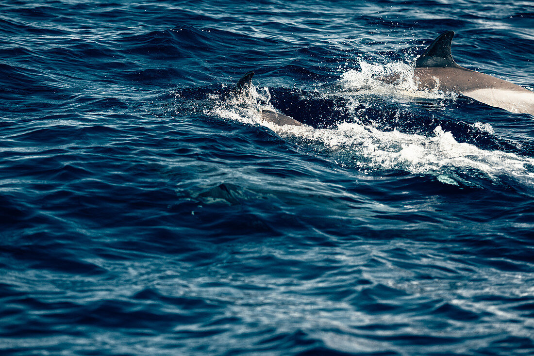 Delfine vor der Küste der Insel Pico, Azoren, Portugal, Atlantik, Atlantischer Ozean, Europa