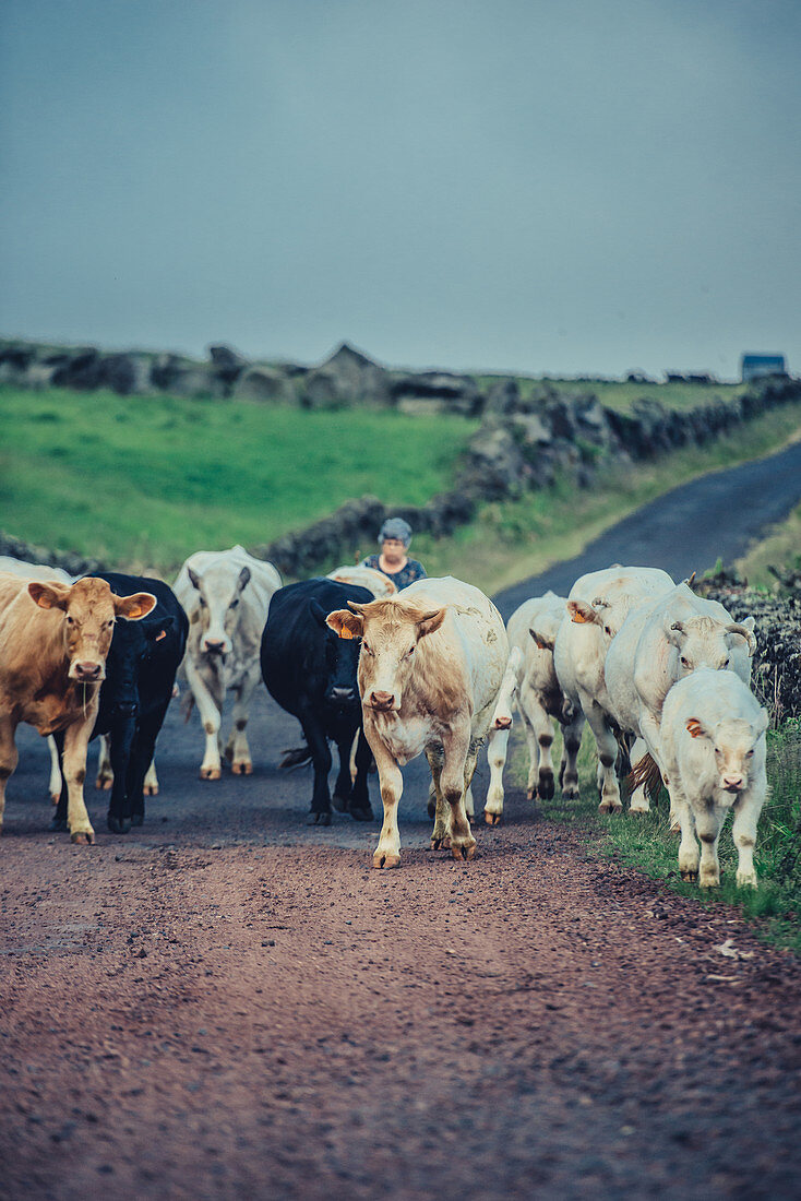 Bäuerin unterwegs mit Rindern, Pico, Azoren, Portugal, Europa