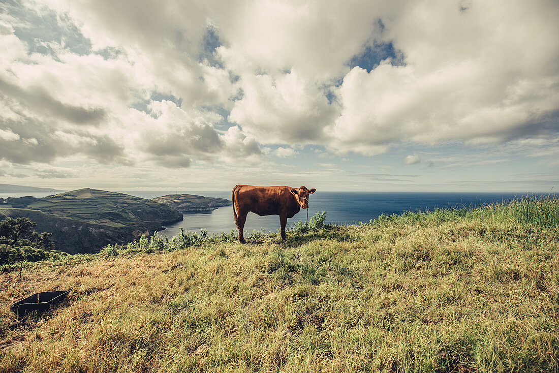 Kuh an einer Klippe auf den Azoren, Sao Miguel, Azoren, Portugal, Atlantik, Atlantischer Ozean, Europa