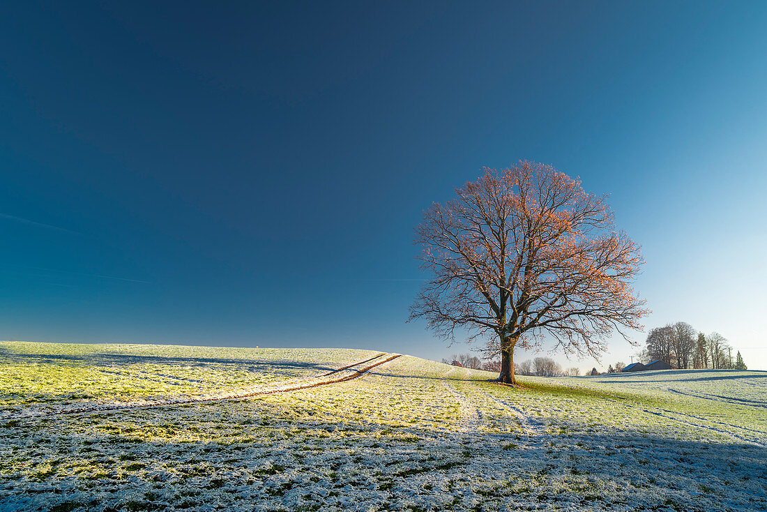 Lone tree on a pasture in the winter mood in the blue country. Uffing, Staffelsee, Bavaria, Germany