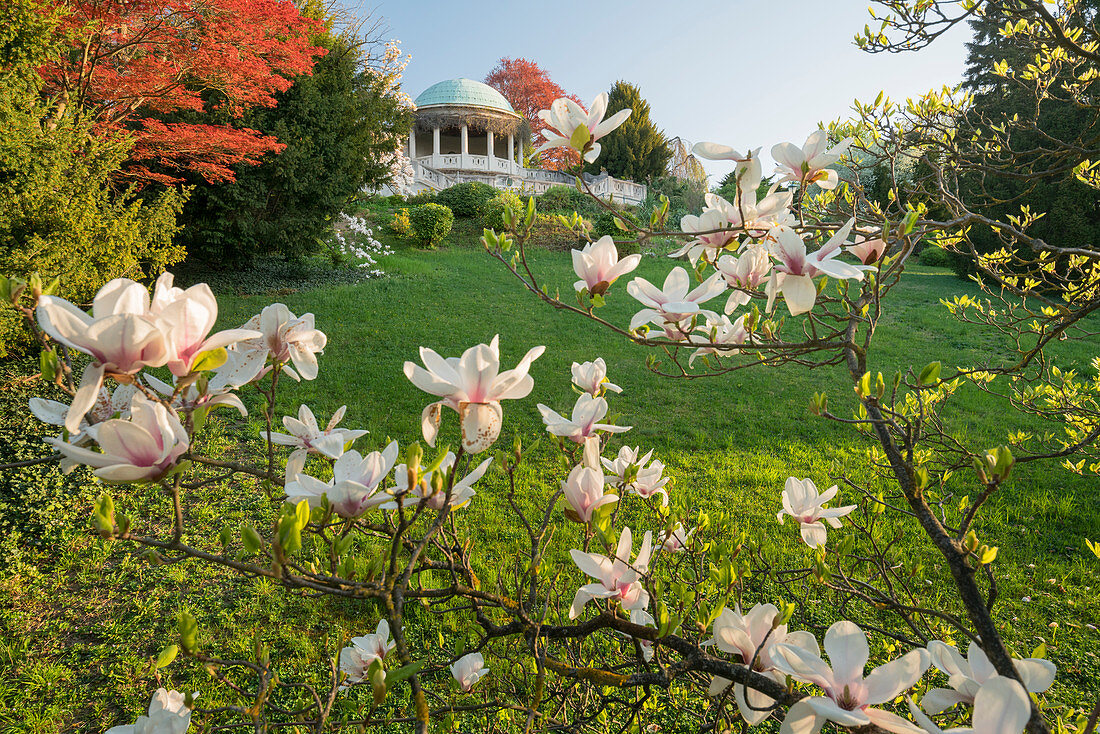 blooming magnolia tree, Beethoven Temple, Kurpark, Baden near Vienna, Lower Austria, Austria
