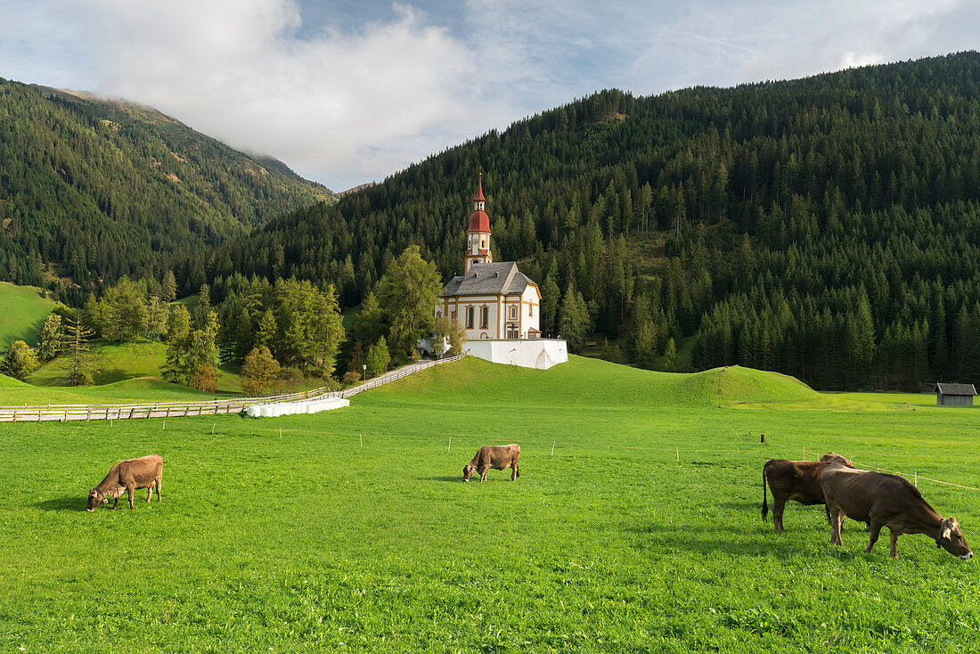 Kühe vor der Kirche Heiliger Nikolaus, Obernberg am Brenner, Tirol, Österreich