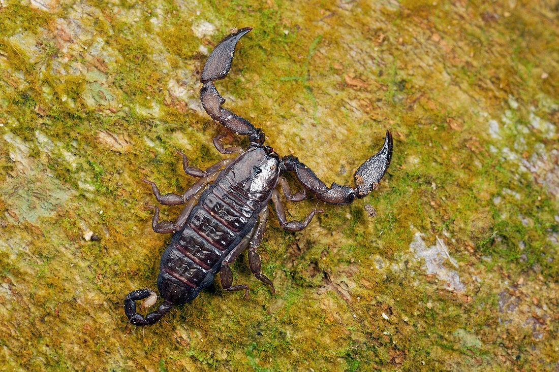 Skorpion, Ranomafana Nationalpark, Madagaskar
