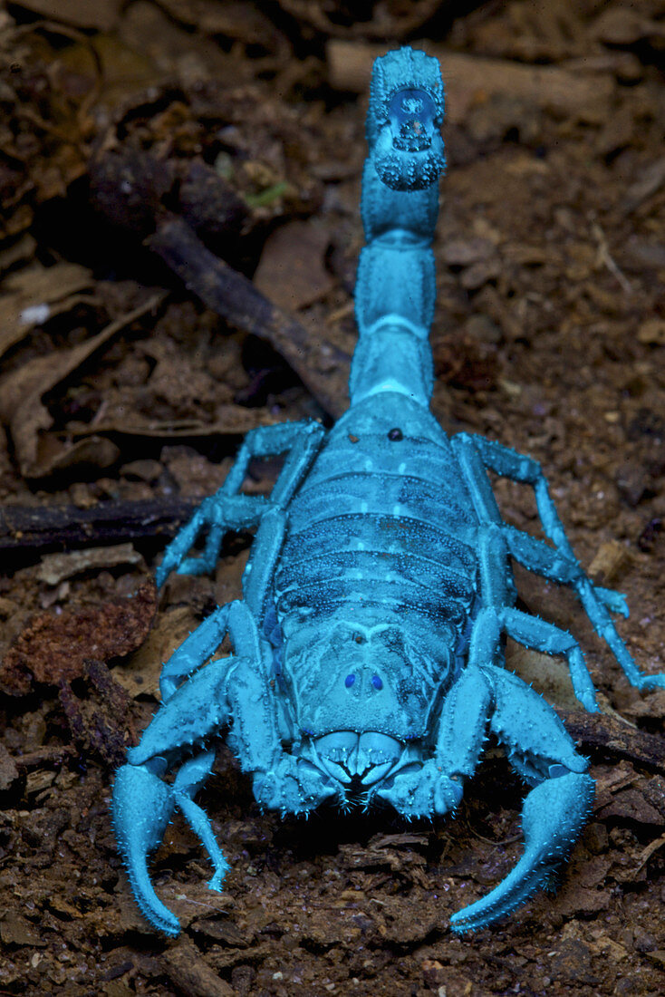 Skorpion, unter UV-Licht betrachtet, Ranomafana Nationalpark, Madagaskar