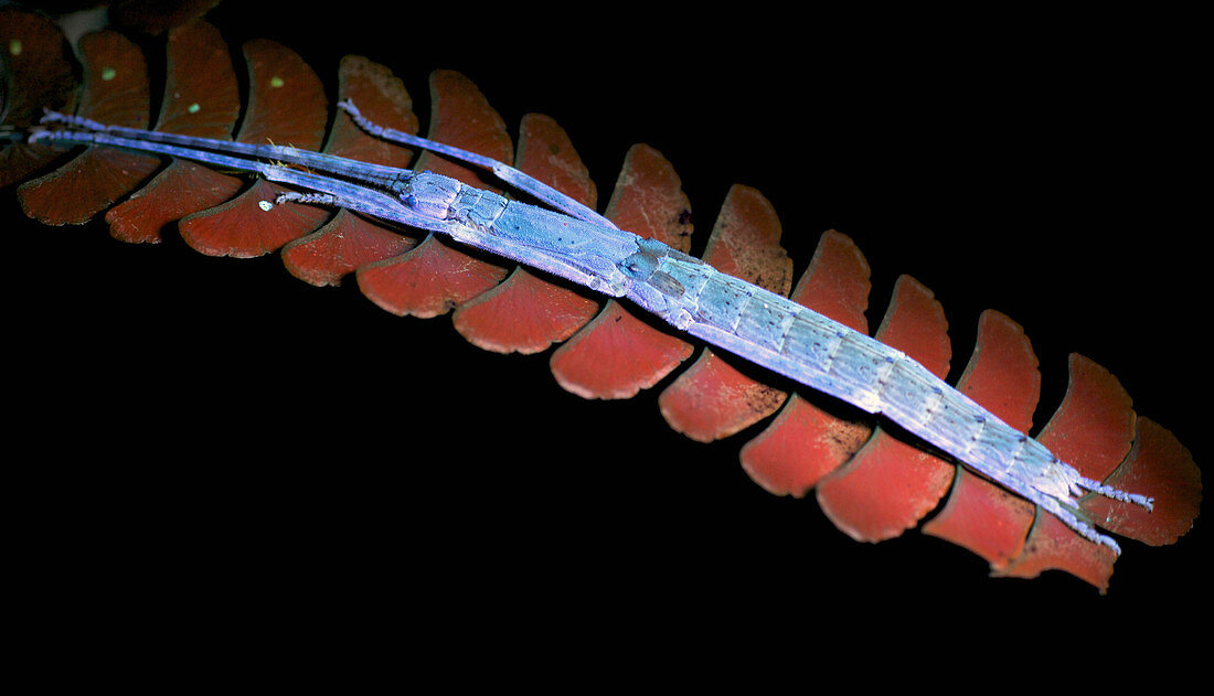 Stabheuschrecke, unter UV-Licht betrachtet, Kinabalu Nationalpark, Sabah, Borneo, Malaysia