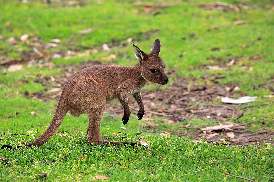 Westliches Graues Riesenkänguru (Macropus fuliginosus) Jungtier, Mount Lofty, Südaustralien, Australien