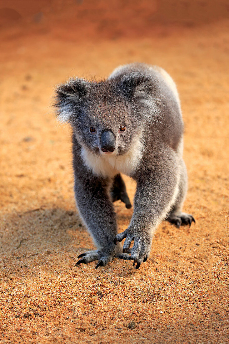 Koala (Phascolarctos cinereus), Parndana, Känguruinsel, Südaustralien, Australien, Australien