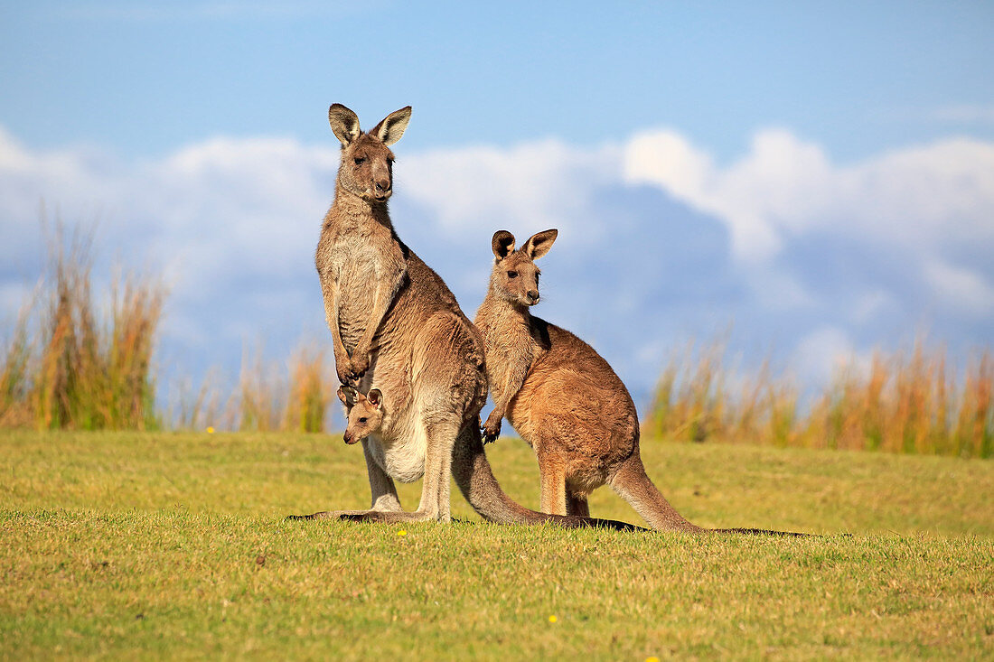 Östliche Graue Riesenkänguru (Macropus giganteus) Maloney Beach, New South Wales, Australien