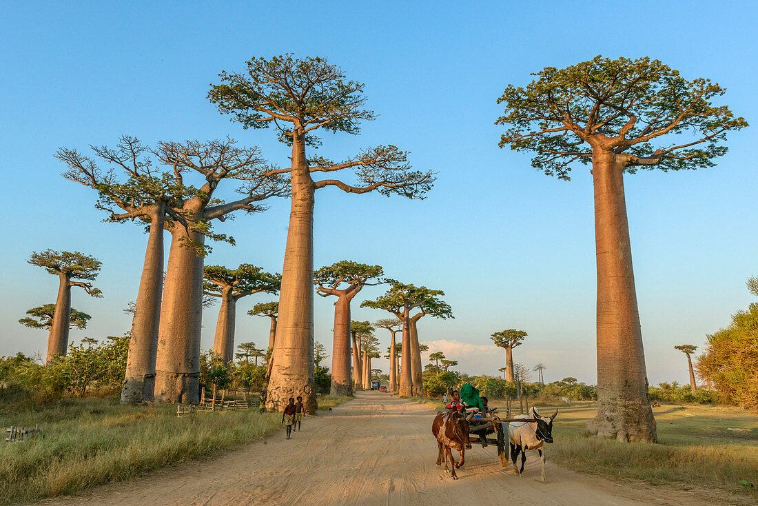 Grandidier's Baobab (Adansonia grandidieri) Bäume entlang der von Einheimischen genutzten Straße, Avenue of the Baobabs, Madagaskar