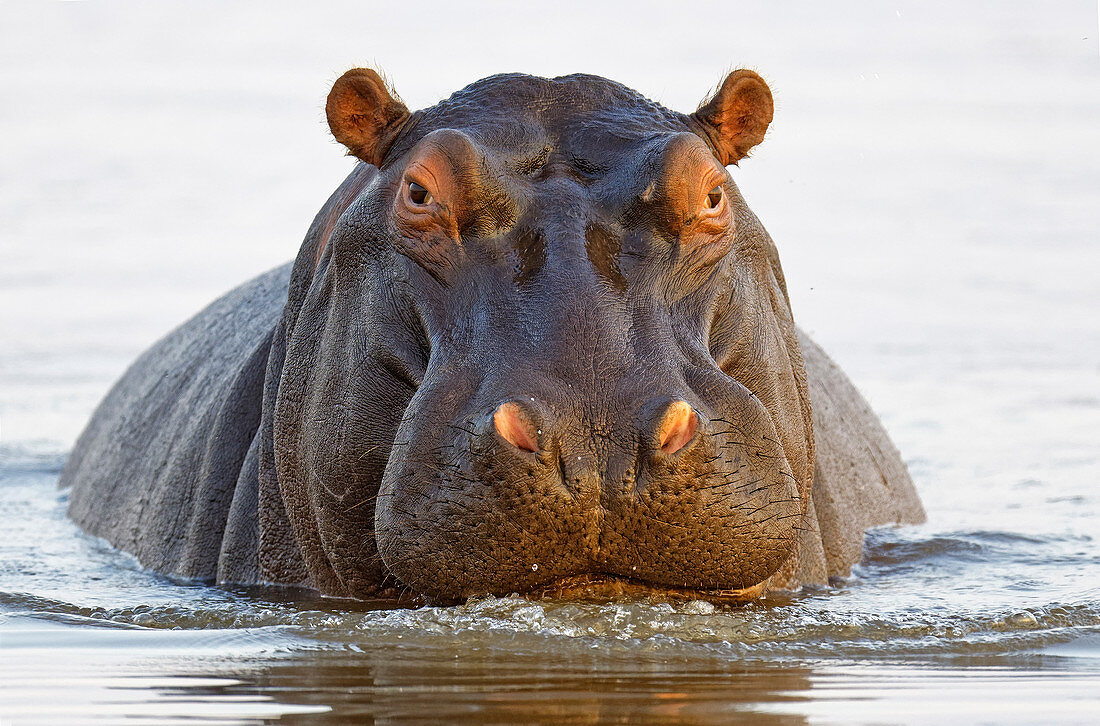 Hippopotamus (Hippopotamus amphibius), Mkhuze Wildreservat, KwaZulu-Natal, Südafrika
