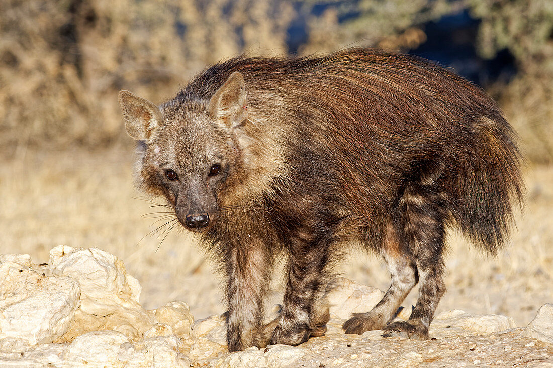 Braune Hyäne (Hyaena brunnea), Kgalagadi Transfrontier Park, Südafrika