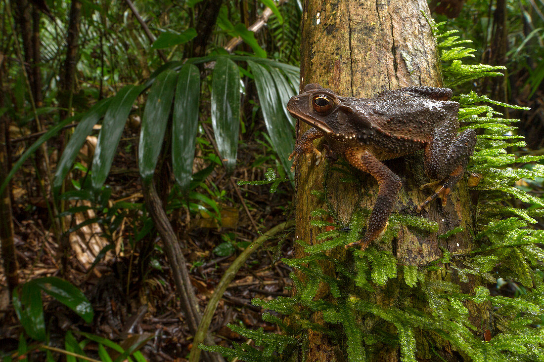 Campbell's Waldkröte (Incilius Campbelli) im Regenwald, Belize
