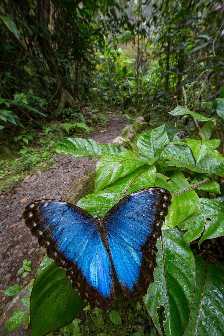 Helenor Blau-Morpho (Morpho helenor) Schmetterling im Regenwald, Monteverde Cloud Forest Reserve, Costa Rica