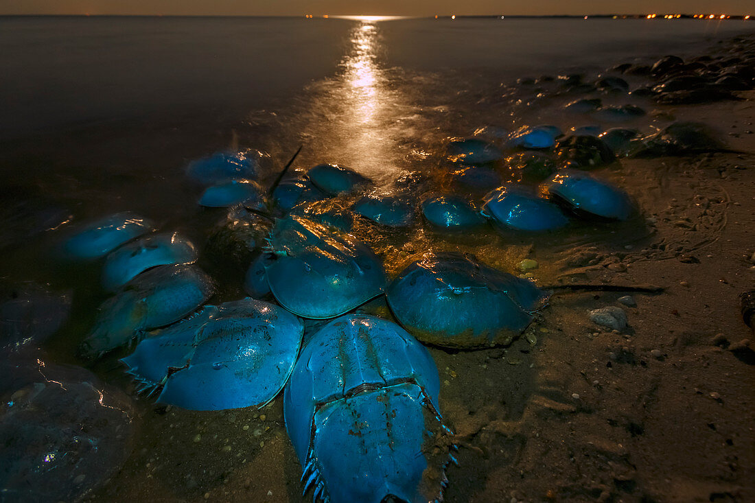 Pfeilschwanzkrebs (Limulus polyphemus) sammelt sich am Strand, um Eier zu legen, gesichtet unter UV-Licht, Delaware National Estuarine Research Reserve, Delaware